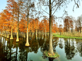 上海青浦大莲湖湿地