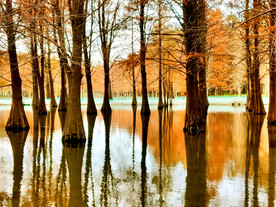 上海青浦大莲湖湿地