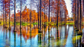 上海青浦大莲湖湿地