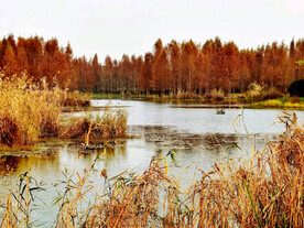上海青浦大莲湖湿地
