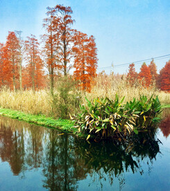 上海青浦大莲湖湿地