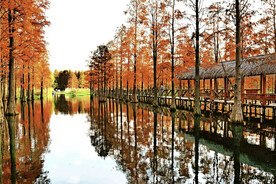 上海青浦大莲湖湿地