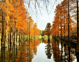 上海青浦大莲湖湿地