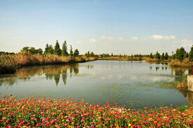 上海青浦大莲湖湿地