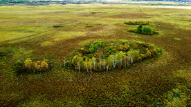 黑龙江伊春新青湿地