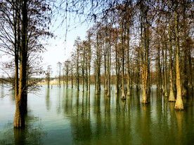 上海青浦大莲湖湿地