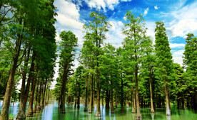 上海青浦大莲湖湿地