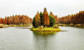 上海青浦大莲湖湿地