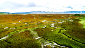 甘肃阿万仓湿地