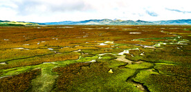 甘肃阿万仓湿地