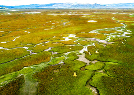 甘肃阿万仓湿地