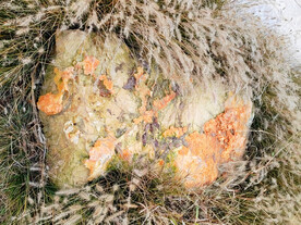 像地图的草丛里石头