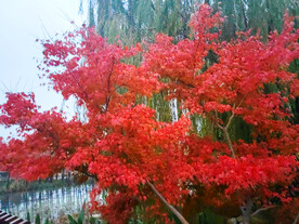 红叶红枫