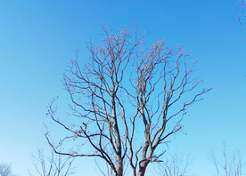 冬日蓝天树木剪影