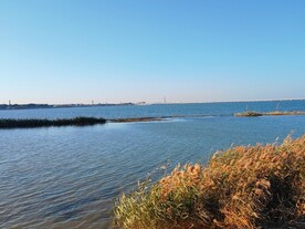 蓝色湖面芦苇丛