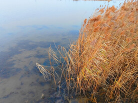 秋天湖边芦苇丛