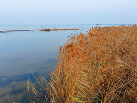 秋天湖边芦苇丛