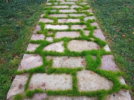 石板路上的小草