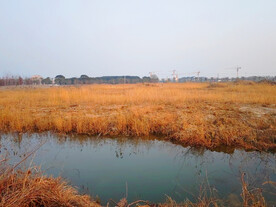 湖边秋天枯黄小草