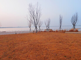 秋天枯黄的小草