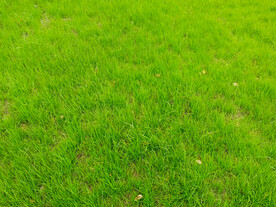 绿草地草皮