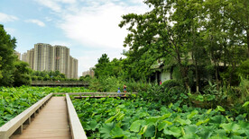 浙江温州三垟湿地公园