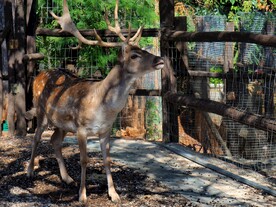 鹿              