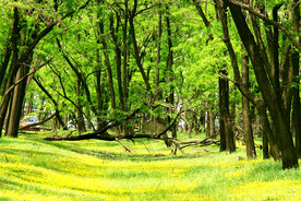 东营孤岛槐树林