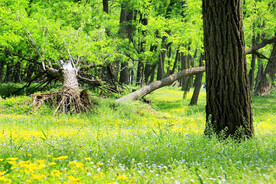 东营孤岛槐树林