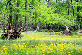 东营孤岛槐树林