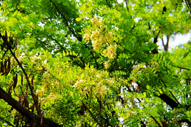 东营孤岛槐树林