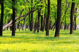 东营孤岛槐树林