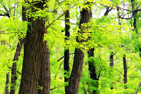 东营孤岛槐树林