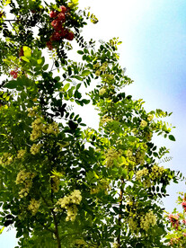 东营孤岛槐树林