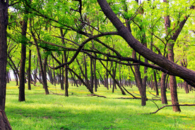 东营孤岛槐树林