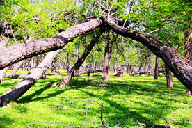 东营孤岛槐树林