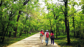 东营孤岛槐树林