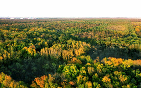 东营孤岛槐树林