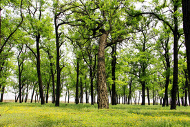 东营孤岛槐树林