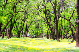 东营孤岛槐树林