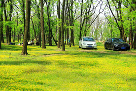 东营孤岛槐树林