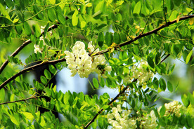 东营孤岛槐树林