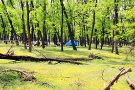 东营孤岛槐树林