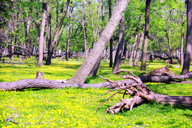 东营孤岛槐树林