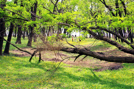 东营孤岛槐树林