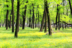 东营孤岛槐树林