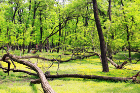 东营孤岛槐树林
