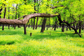 东营孤岛槐树林