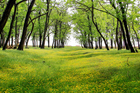 东营孤岛槐树林