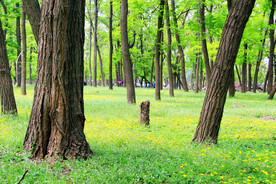 东营孤岛槐树林